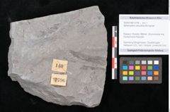 Foto (Objekt + Etikett) von Sphenopteris obtusiloba Brongniart (NHMW-GEO-2024-0188-10796)